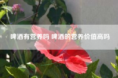啤酒有營養(yǎng)嗎 啤酒的營養(yǎng)價(jià)值高嗎