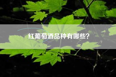紅葡萄酒品種有哪些？