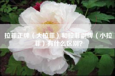 拉菲正牌（大拉菲）和拉菲副牌（小拉菲）有什么區(qū)別？